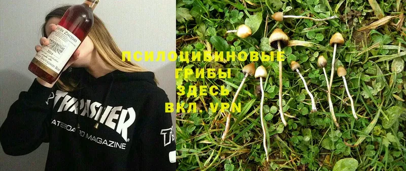 Галлюциногенные грибы Cubensis  Зерноград 